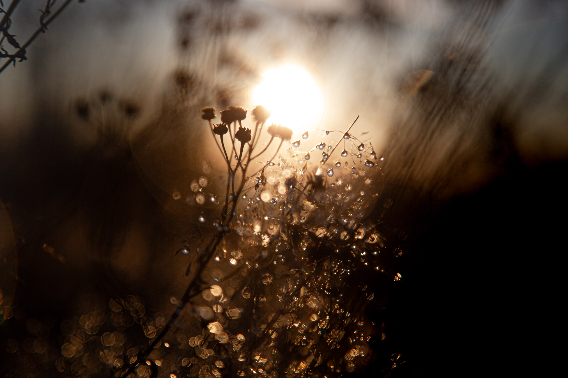 Gegenlicht