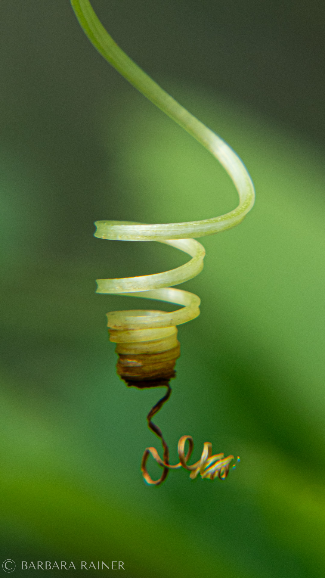 Rankenspirale