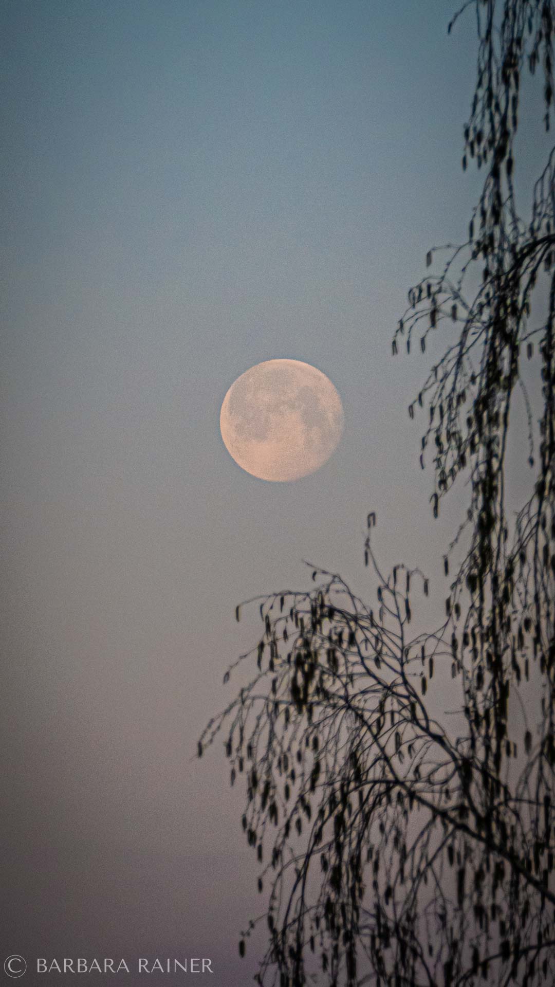 Mond über der Birke