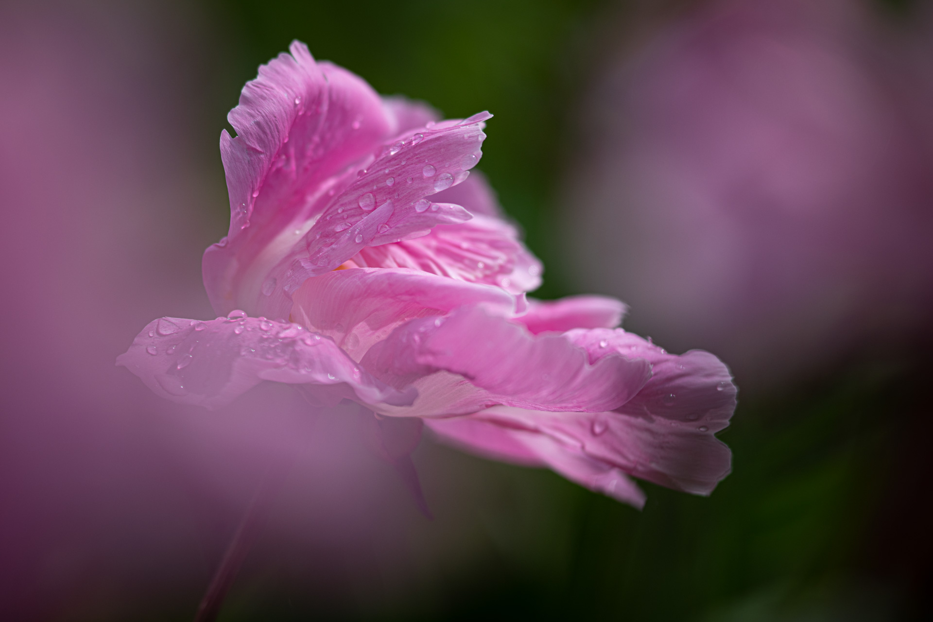 Schwebende Rose