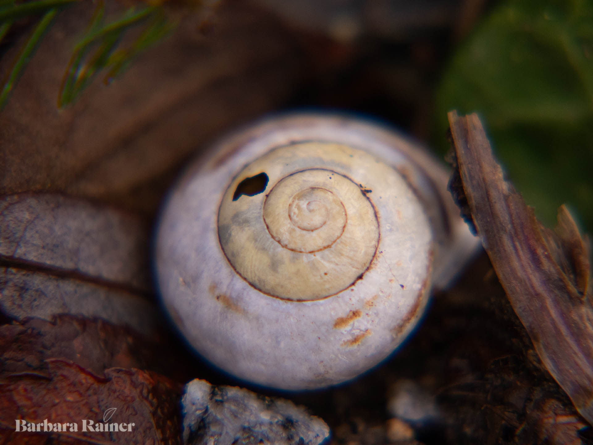Letzte Spirale