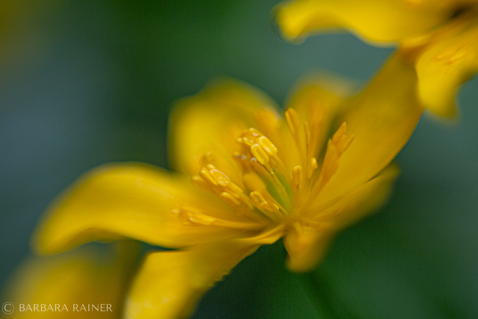 Gelbes Licht