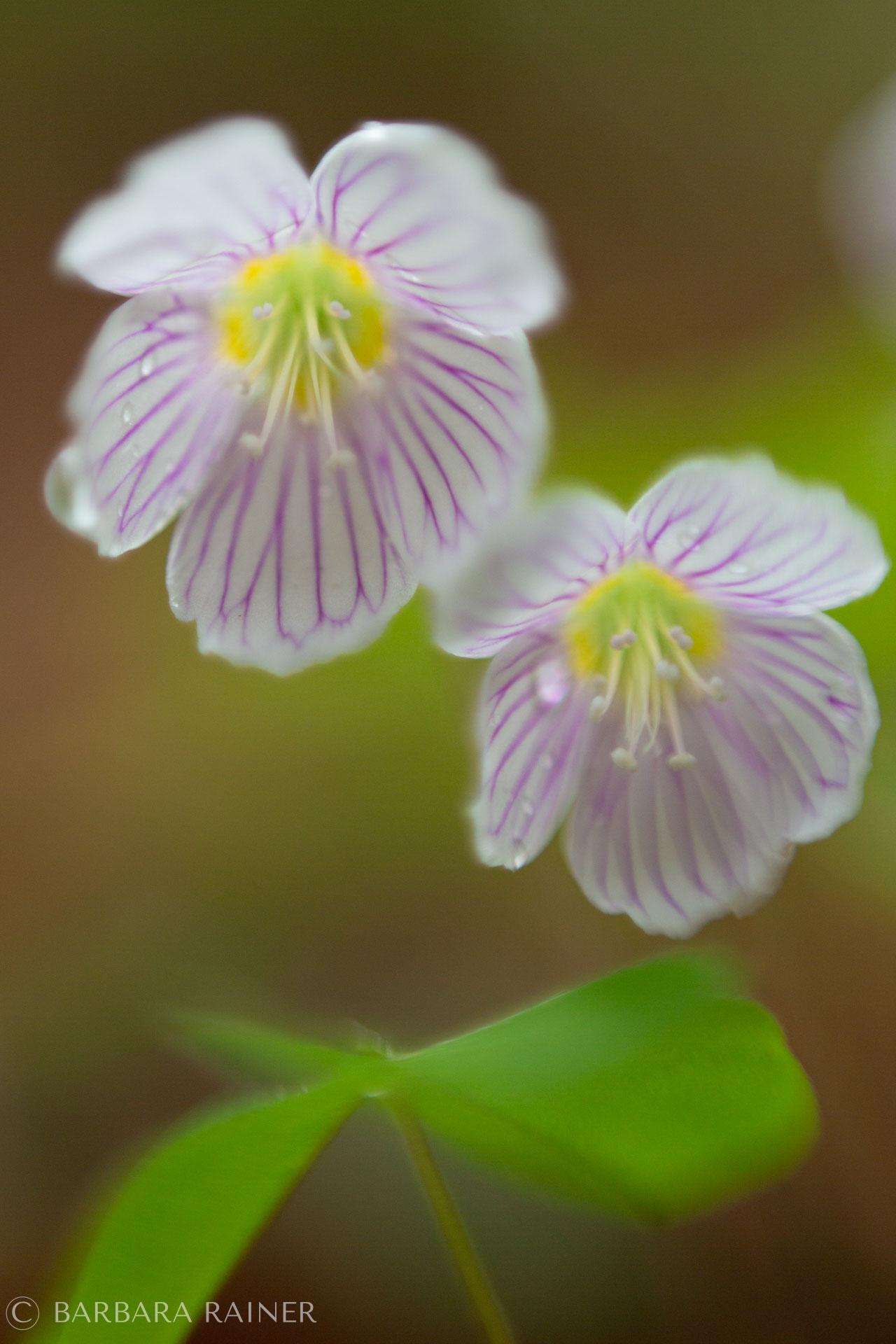 Zwei zarte Blüten mit feinen lila Streifen und Tautropfen