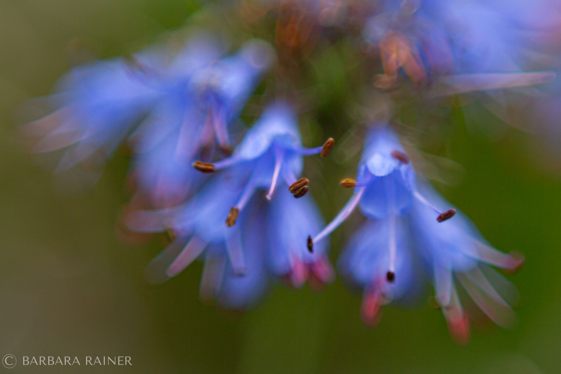 Blaue Glocken