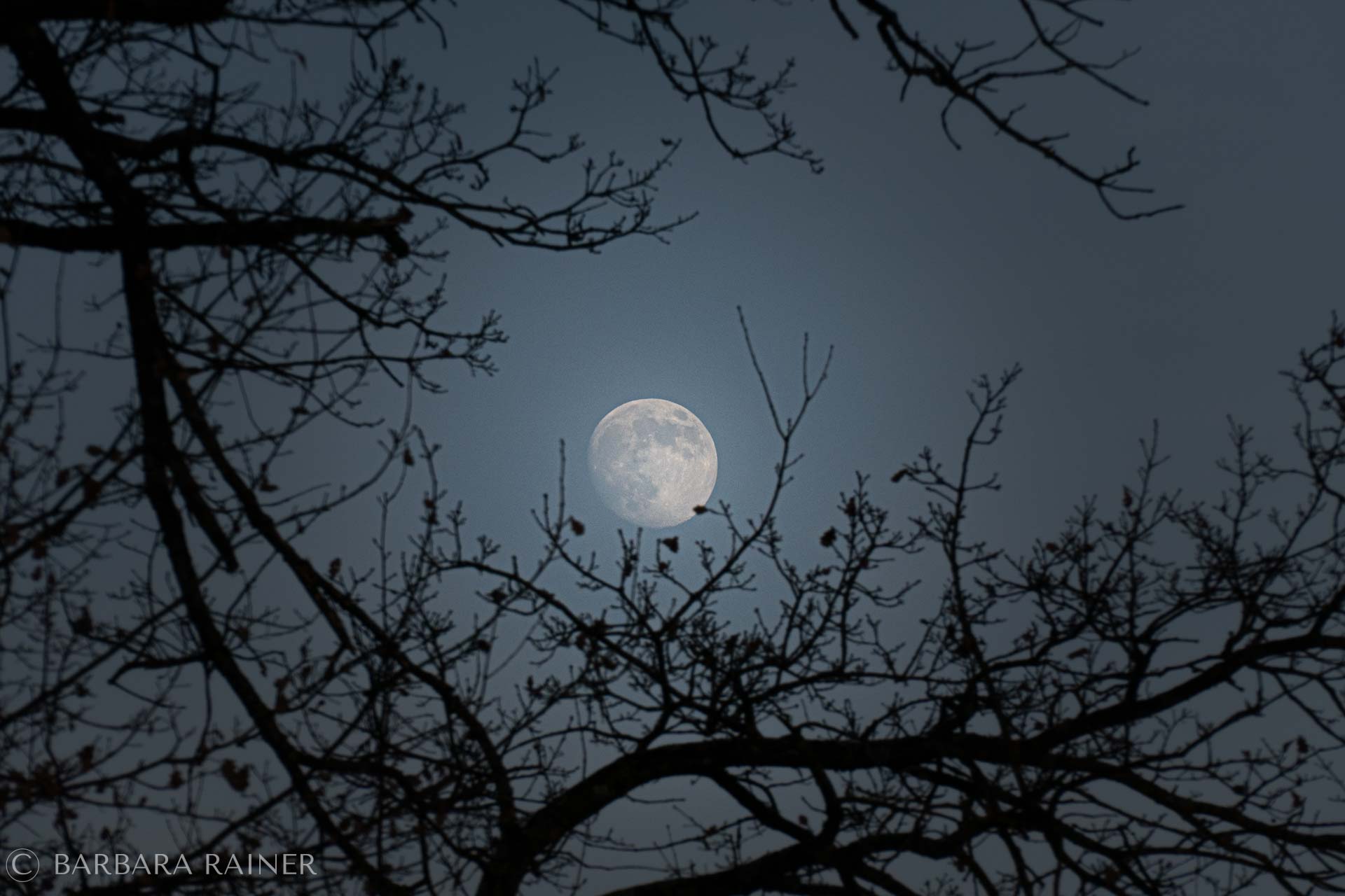 Mond im Geäst