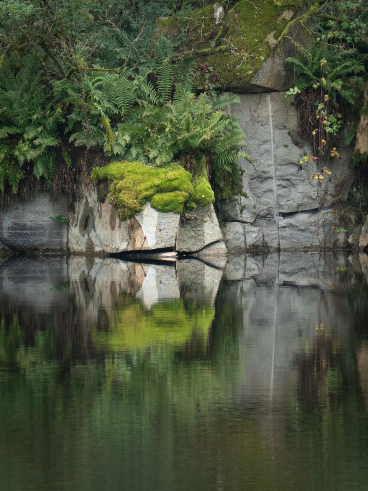 Steinige Uferkante mit Moos und Farnen, die sich in einem ruhigen Gewässer spiegelt. Fotografie: Barbara Rainer.