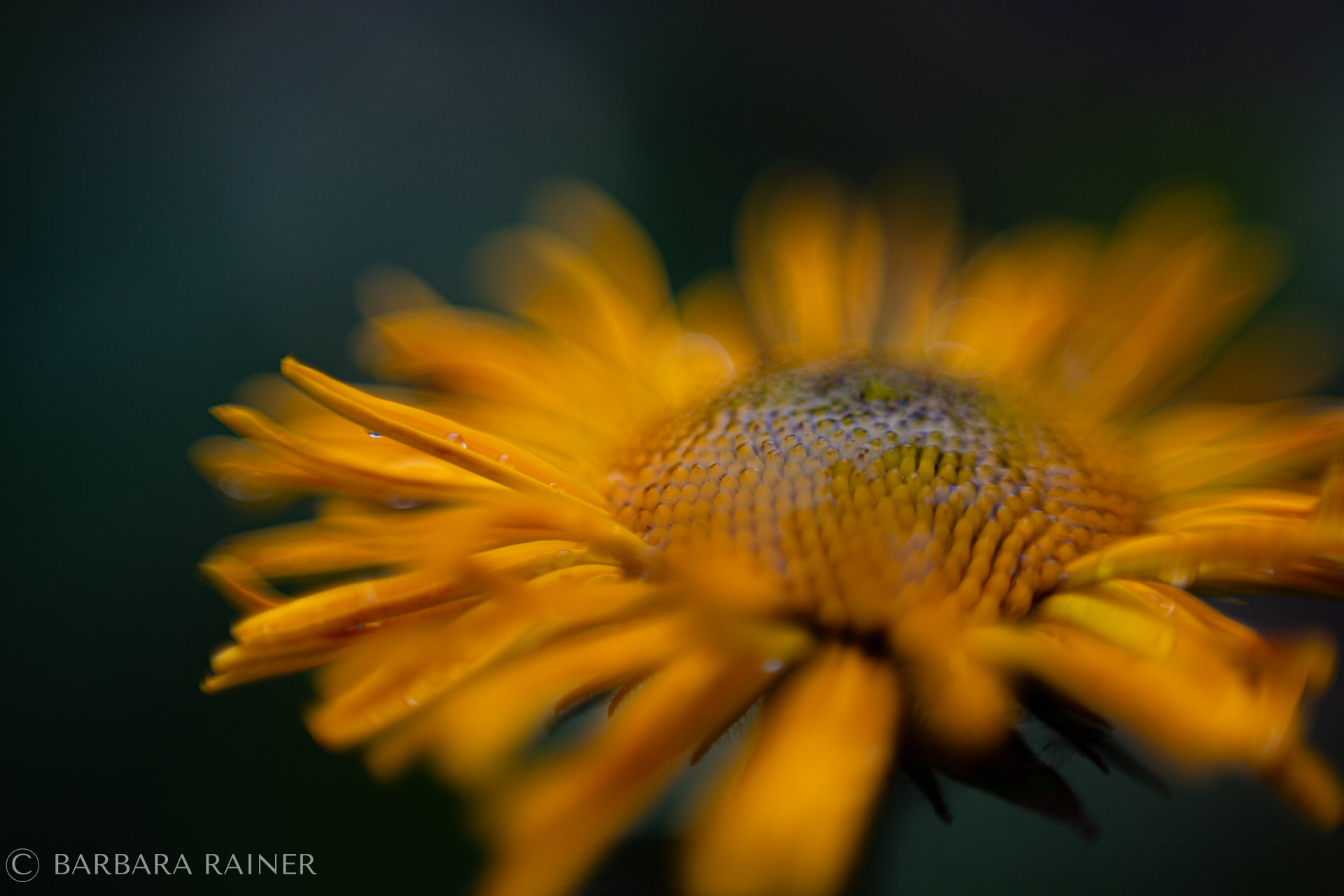 Sonnenauge