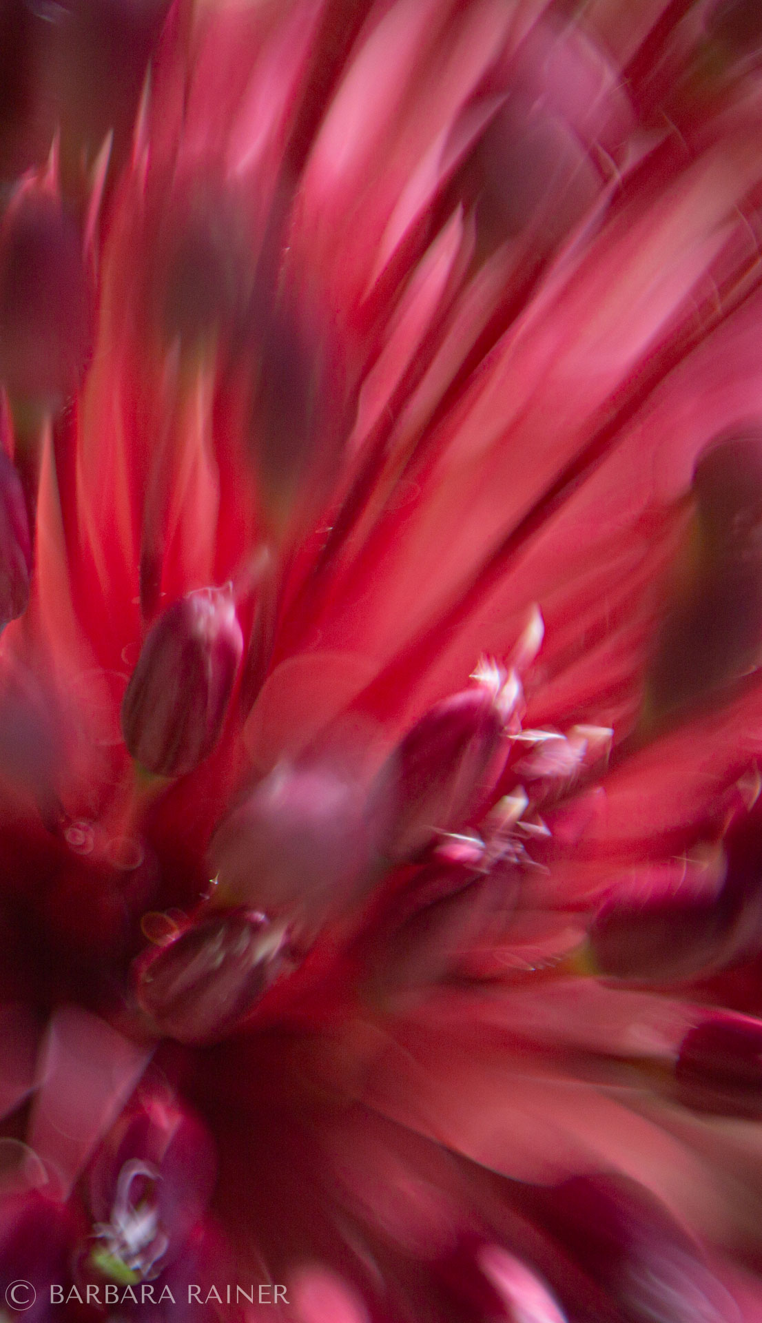 Rote Explosion
