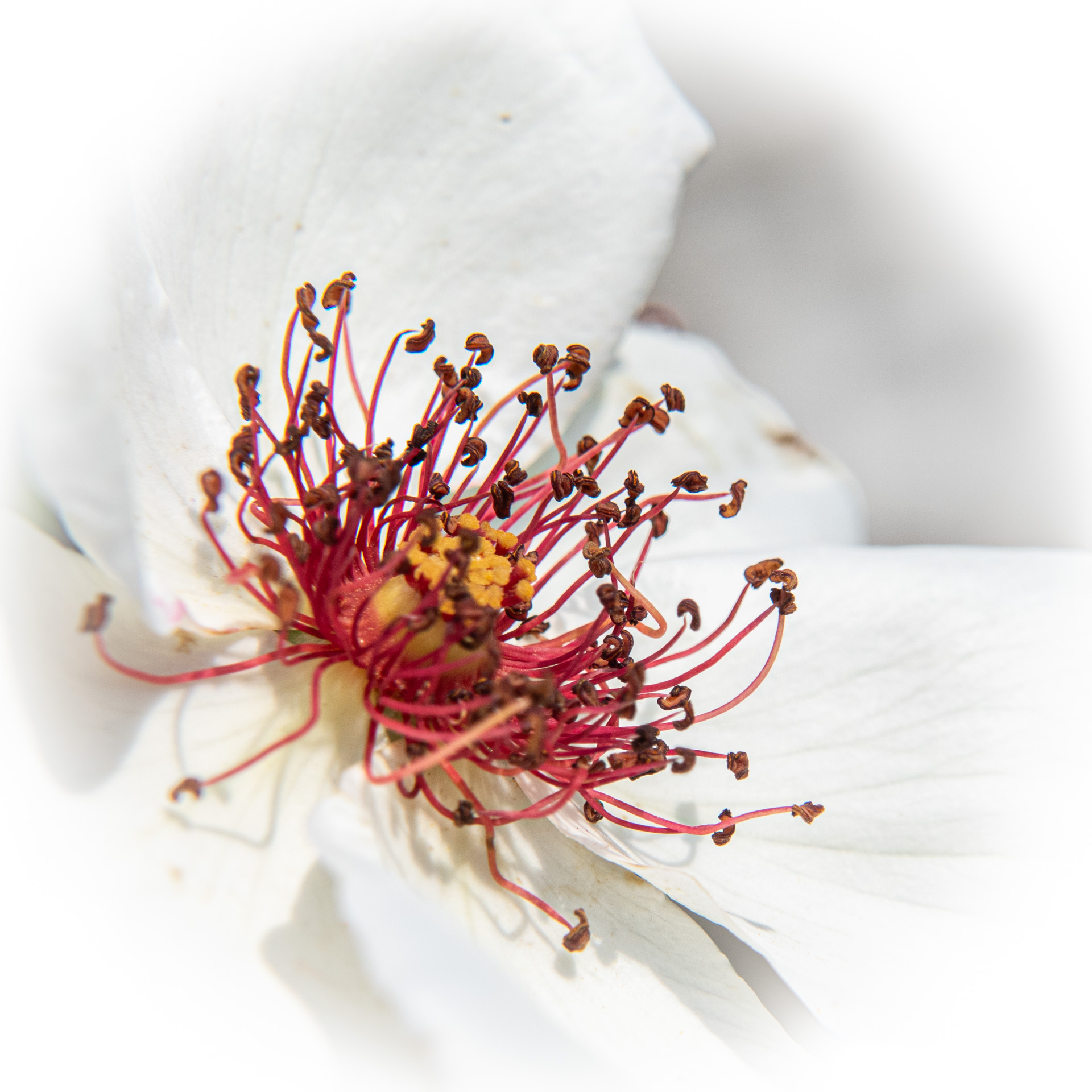 Strahlenblüte