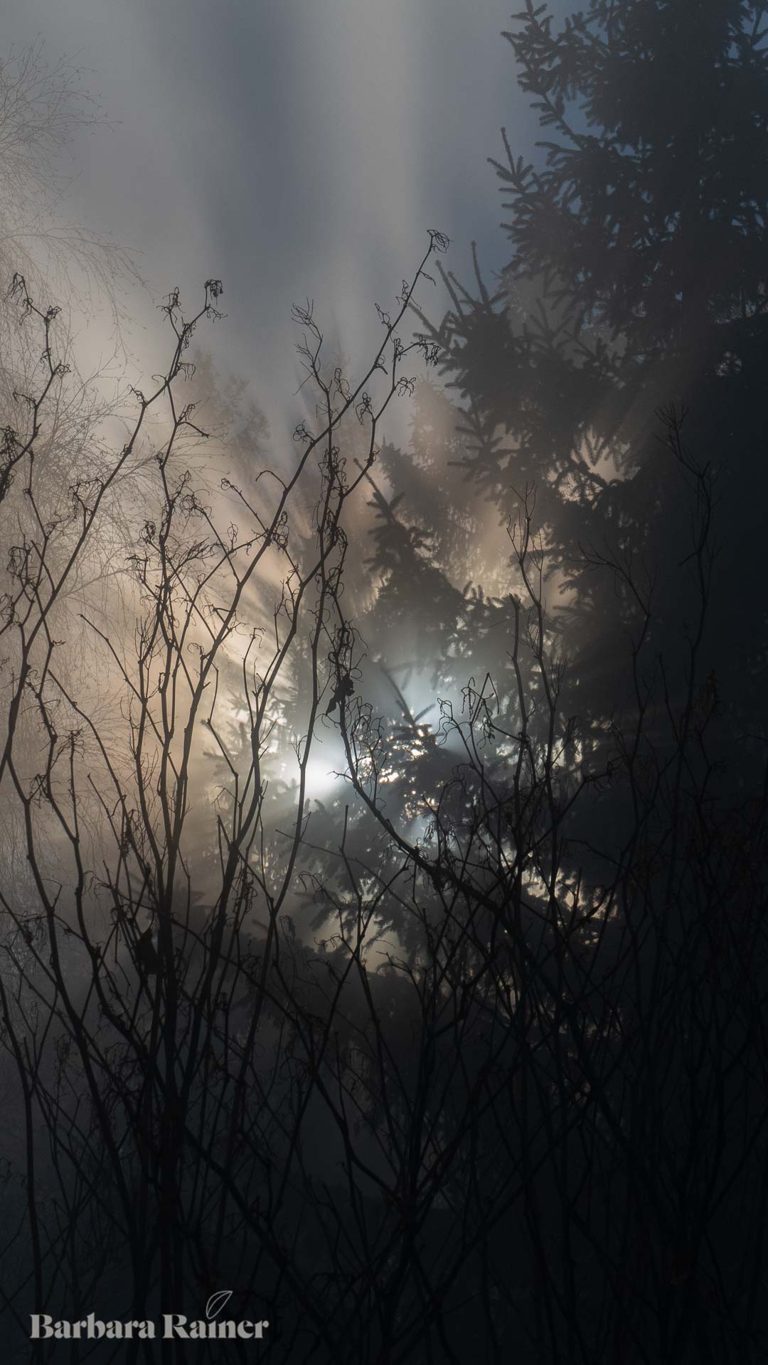 Mystischer Nebelwald mit aufsteigenden Fichten, ein Bild für den Übergang in eine neue Welt.