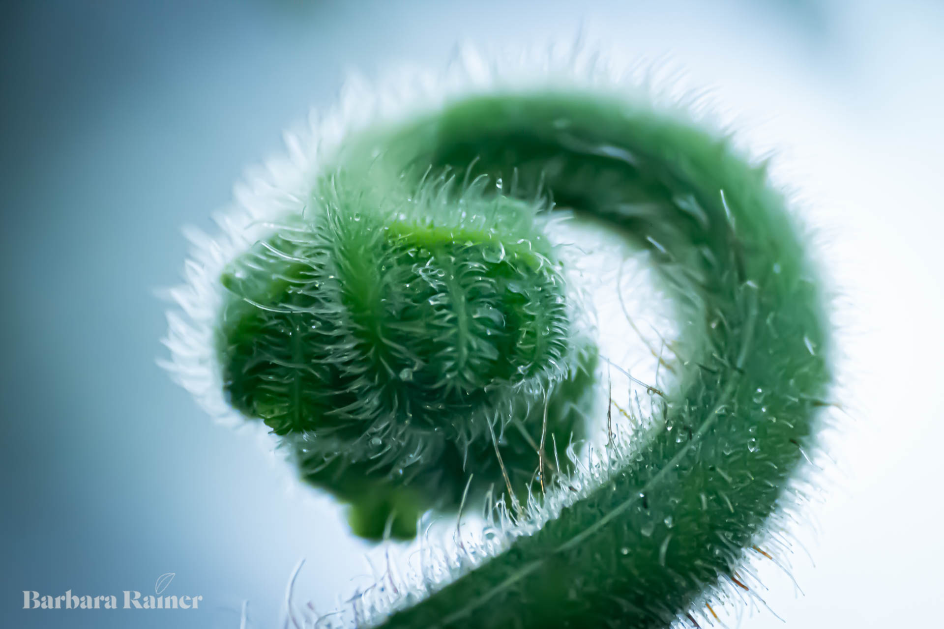 Spirale
