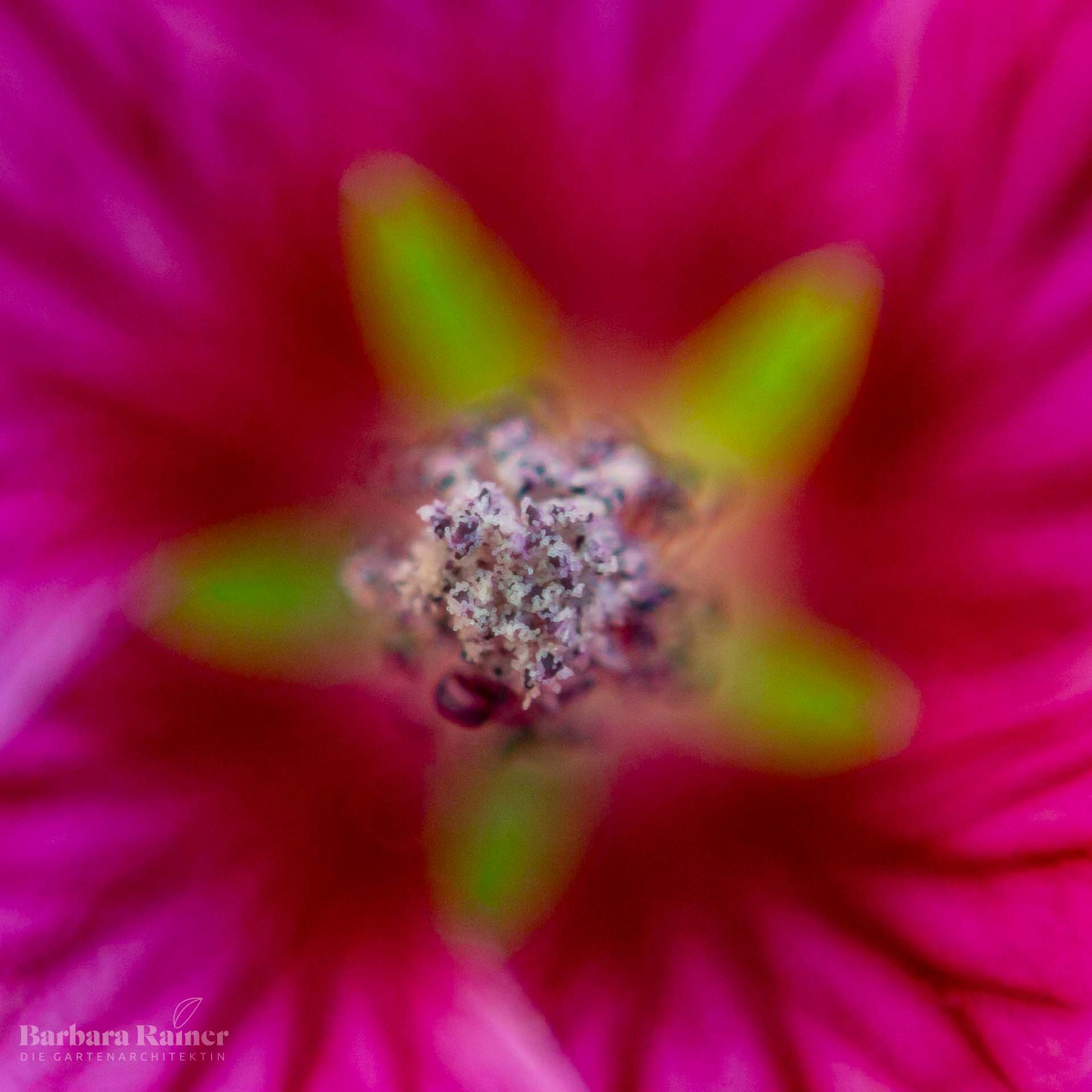 Pinker Stern