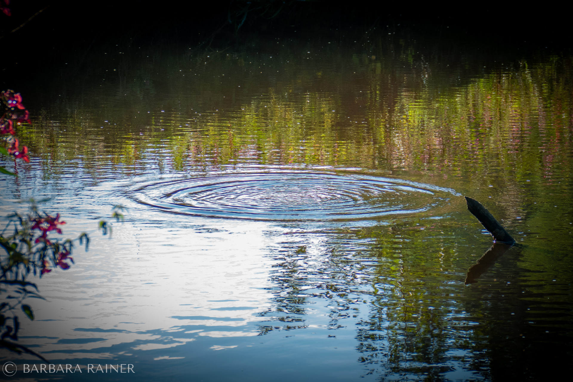 Ringe im Wasser