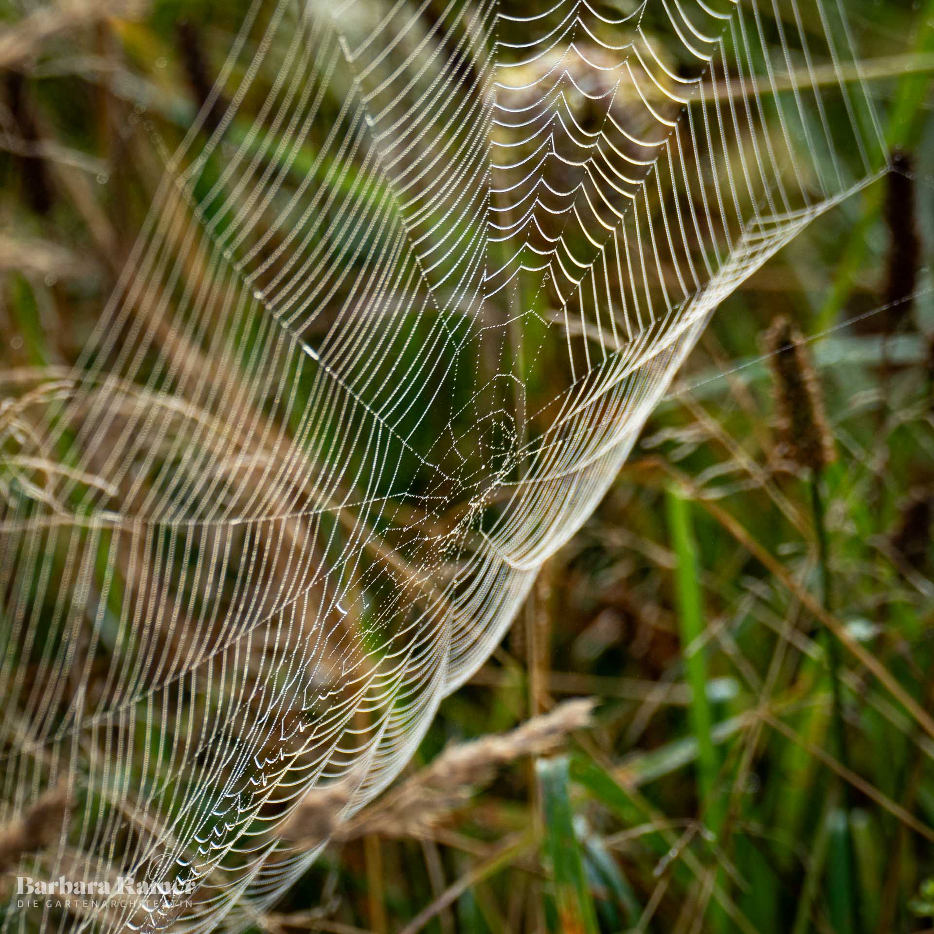 Spiralnetz