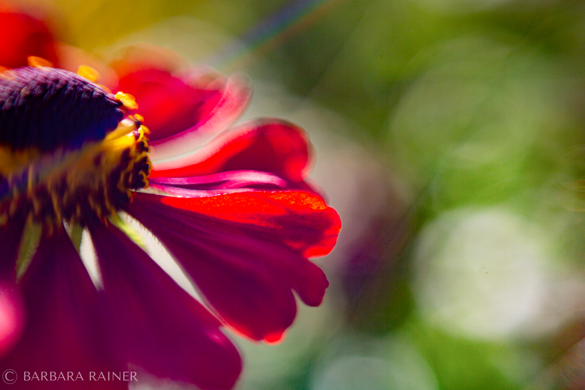 Nahaufnahme einer leuchtend roten Blüte mit weichem, grünem Hintergrund
