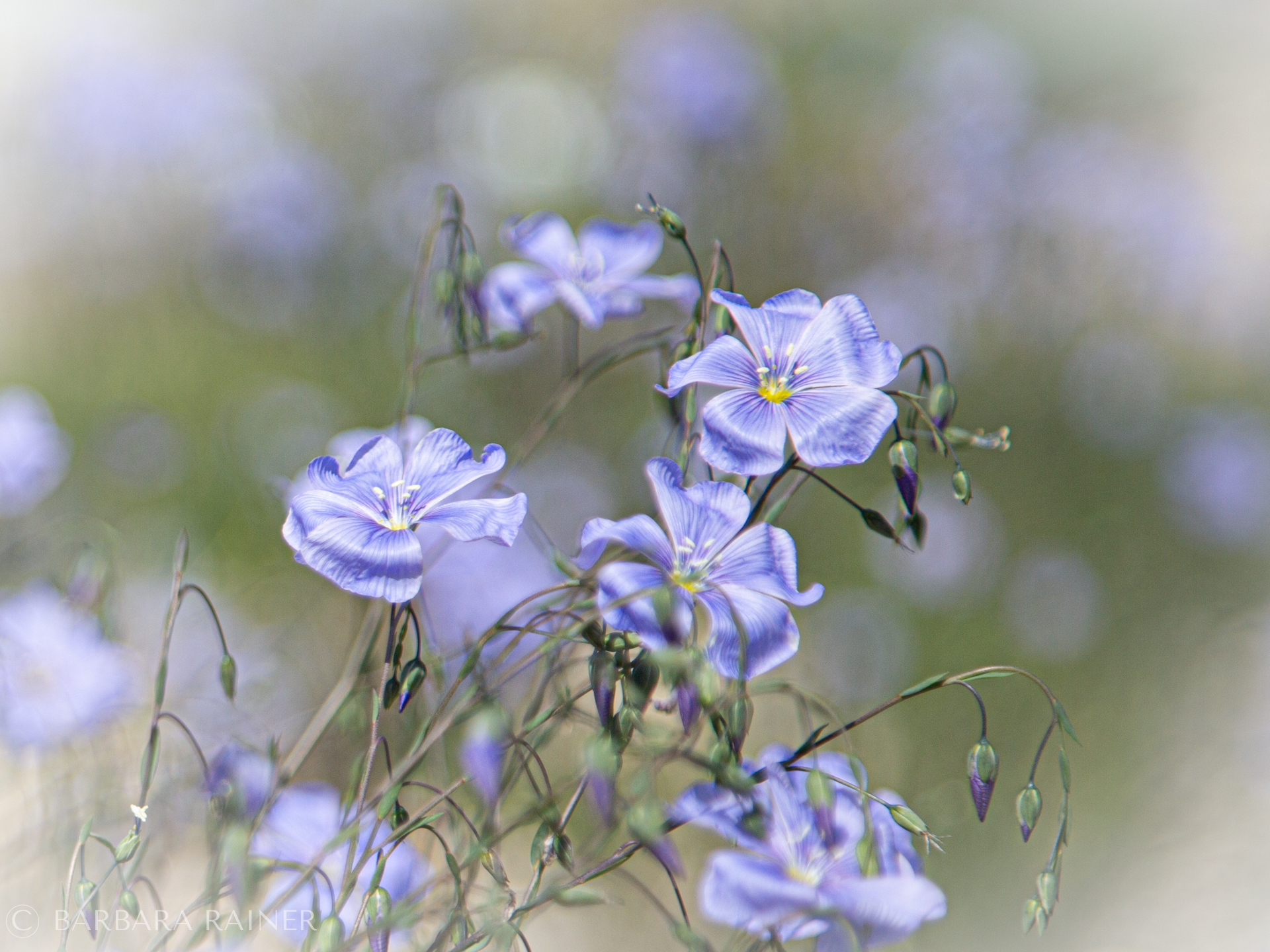 Blaues Feld